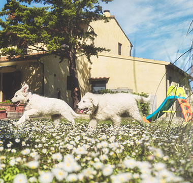 beach holiday with animals in Tuscany
